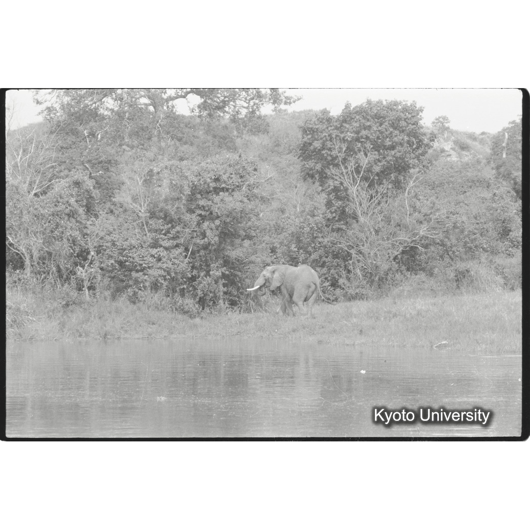 [３４コマ目]「水を飲みにきたゾウ（１）」 (1)