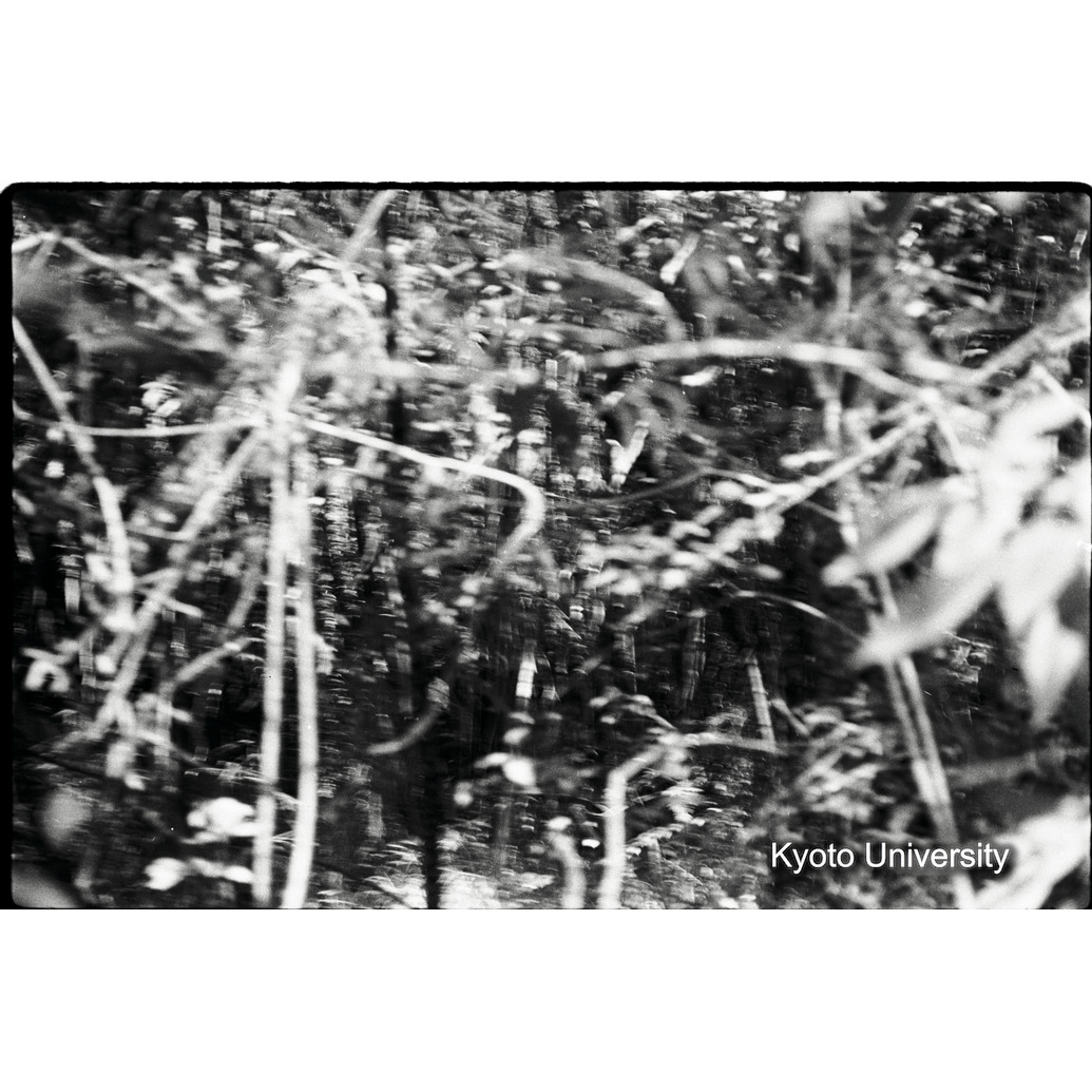 [32コマ目]「ゴリラを撮る（６）」 (1)