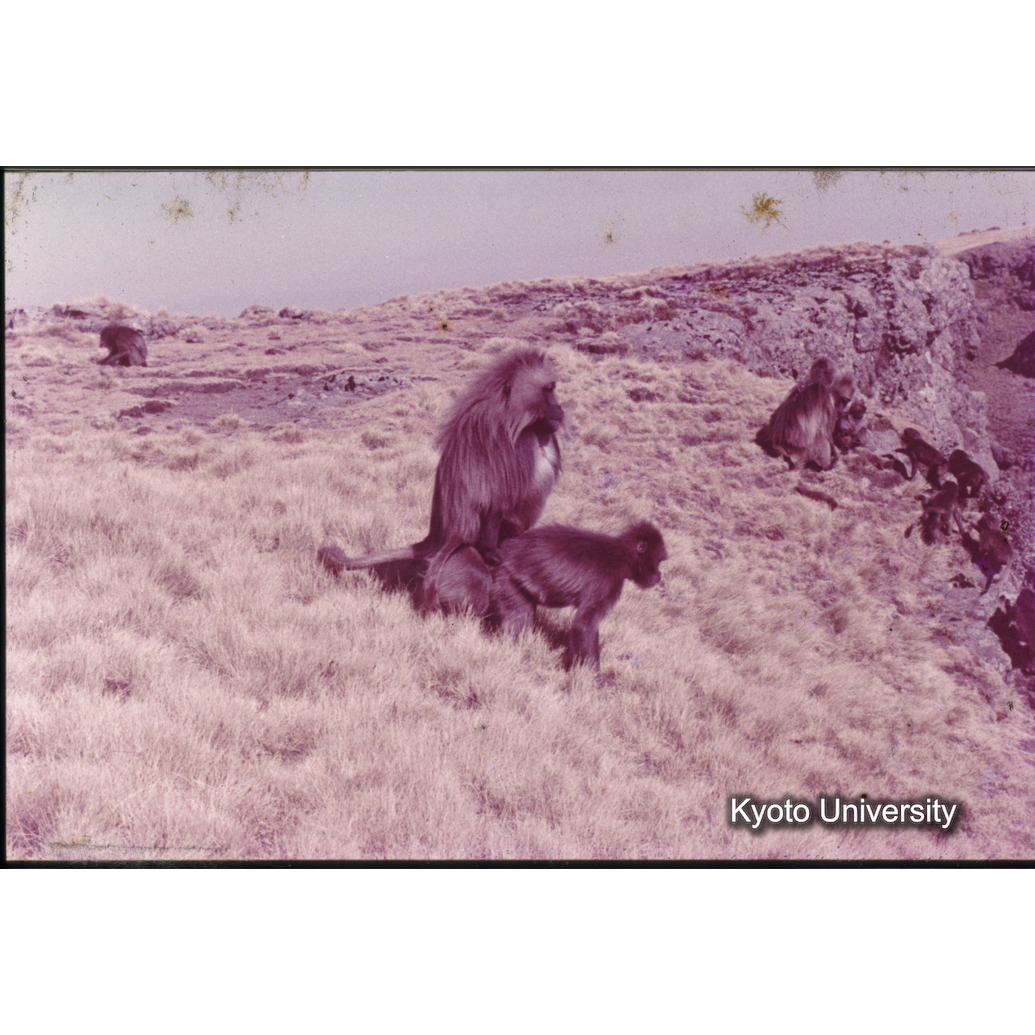 Sm　1973　1344 (1)