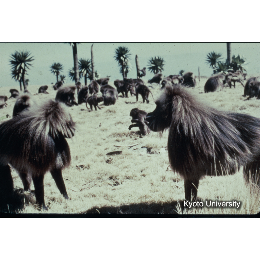 Sm　1973　R32　●[赤色シール] (1)