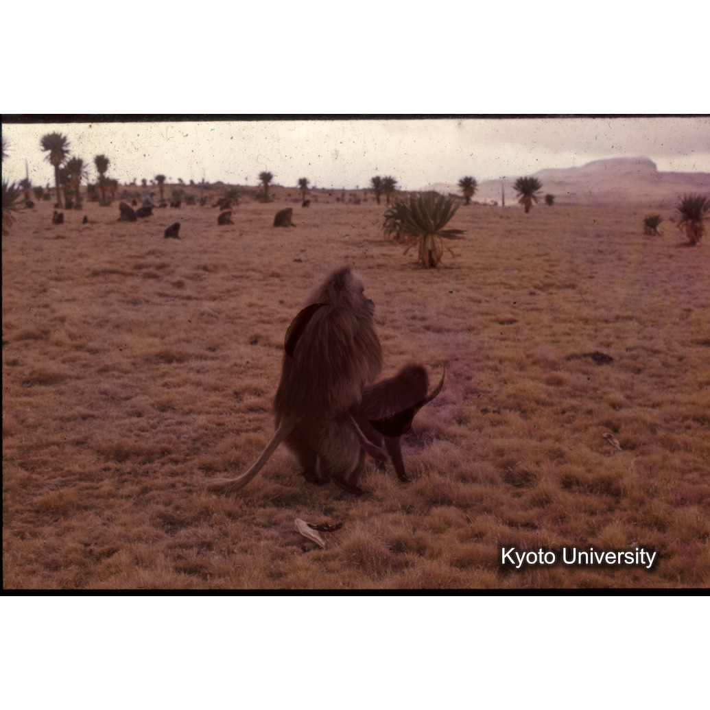 Sm　1973　1252 (1)