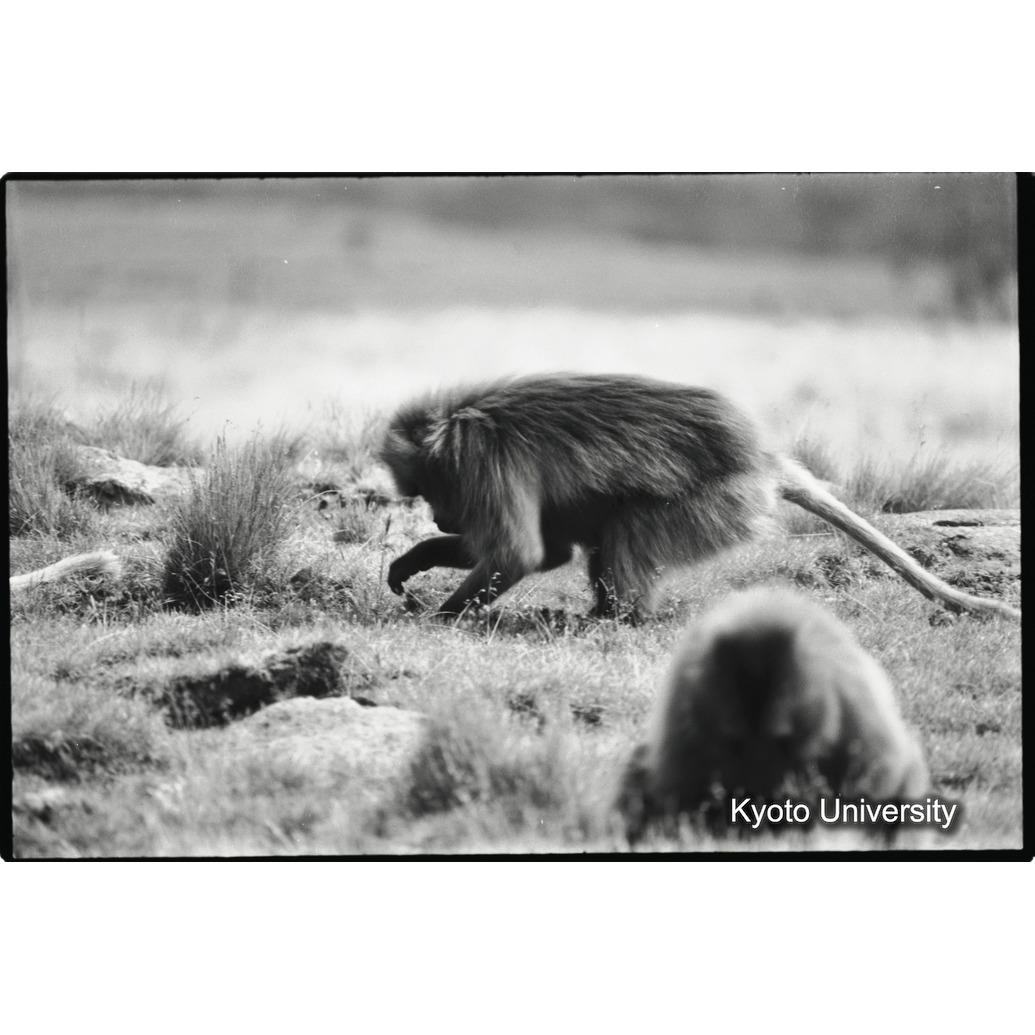 [１７コマ目]「土堀り（１）」 (1)