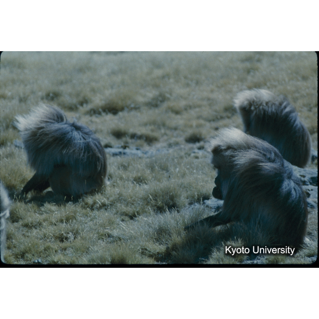 Sm　1973　50　（N）[赤色, 丸囲み] (1)