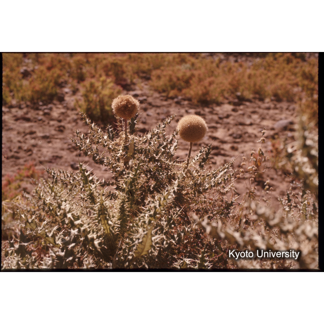 Sm　1973　1473 (1)