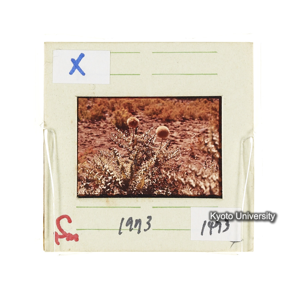 Sm　1973　1473 (2)