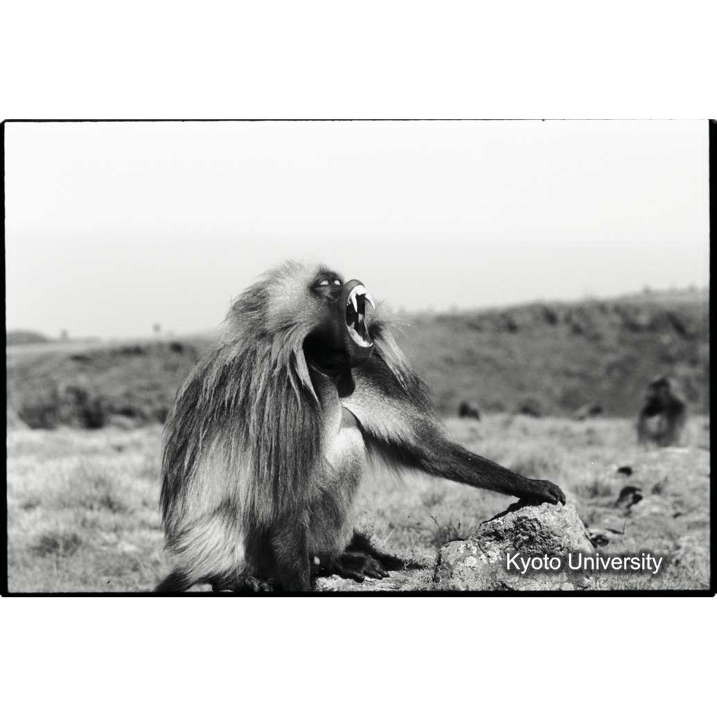 [２コマ目]「威嚇」 (1)