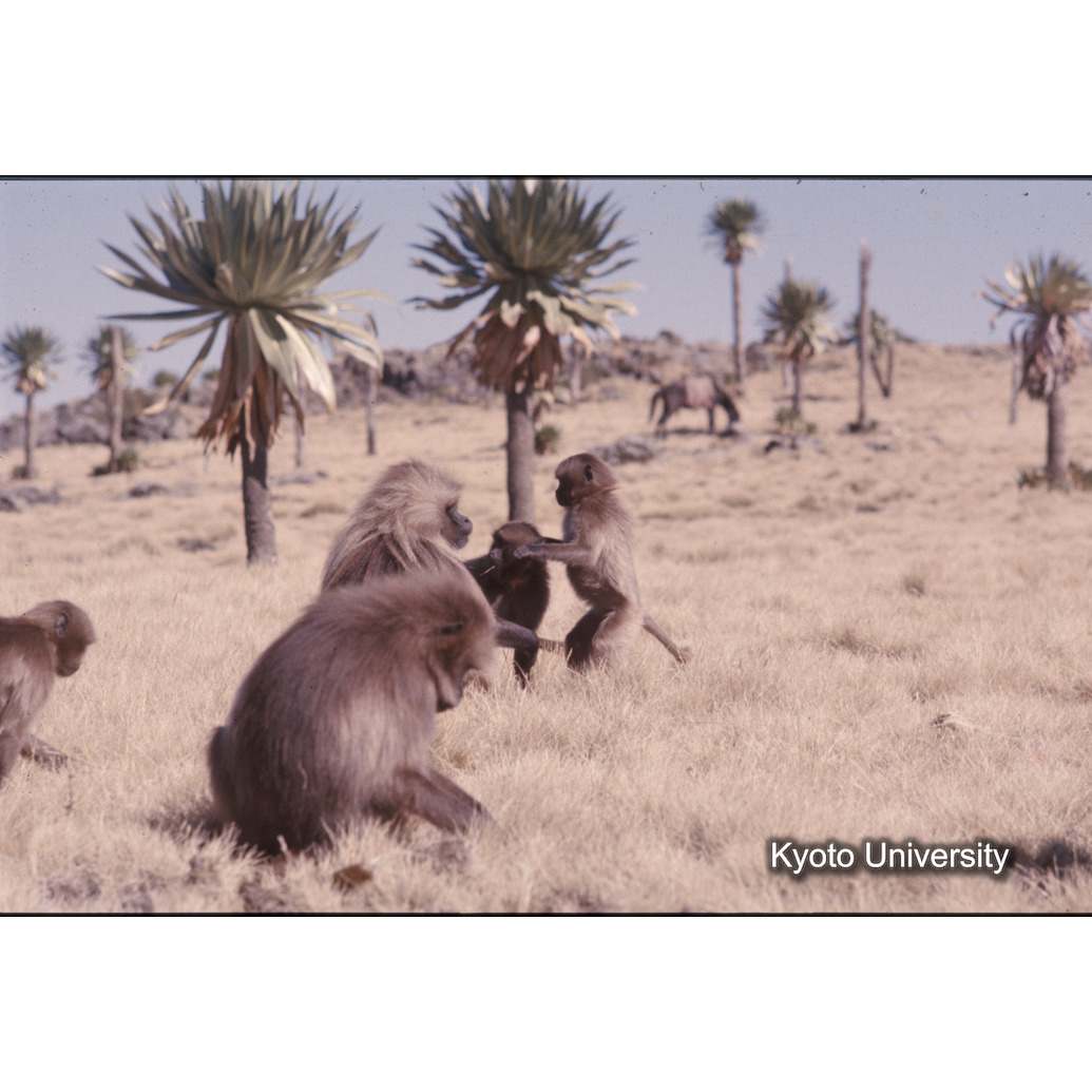 Sm　1973　55　（N）[赤色, 丸囲み] (1)