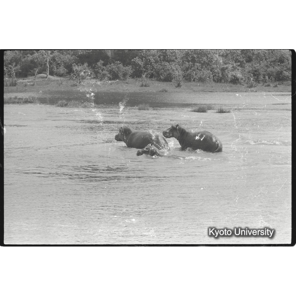 [5コマ目]「カバ（３）」 (1)