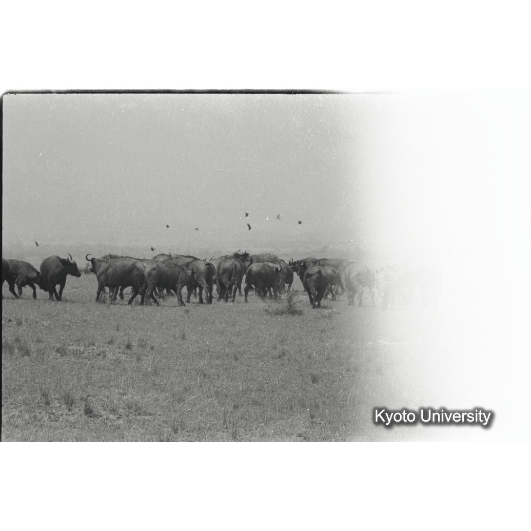 [30コマ目]「バッファローの群れ」 (1)