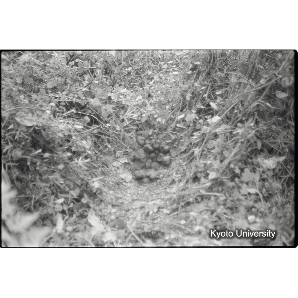 [５コマ目]「Ｎｅｓｔ（１）」 (1)