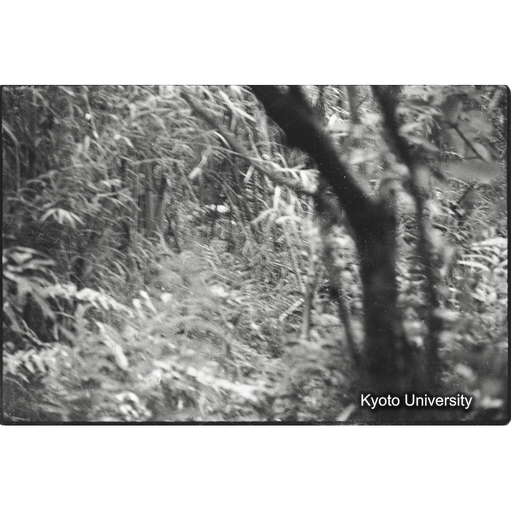 [10コマ目]「ゴリラ？（１）」 (1)