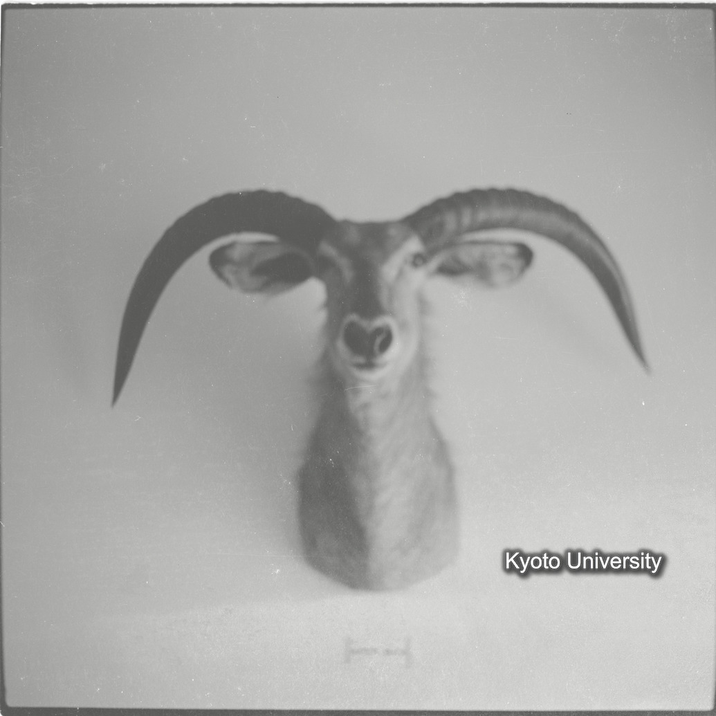 [１コマ目]「トロフィー」 (1)