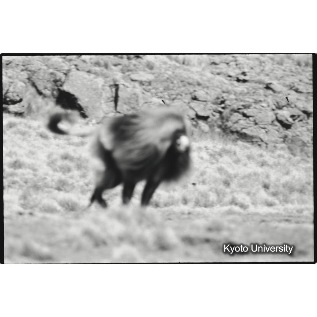 [３６コマ目]「連れ戻し行動　２－（３）」 (1)