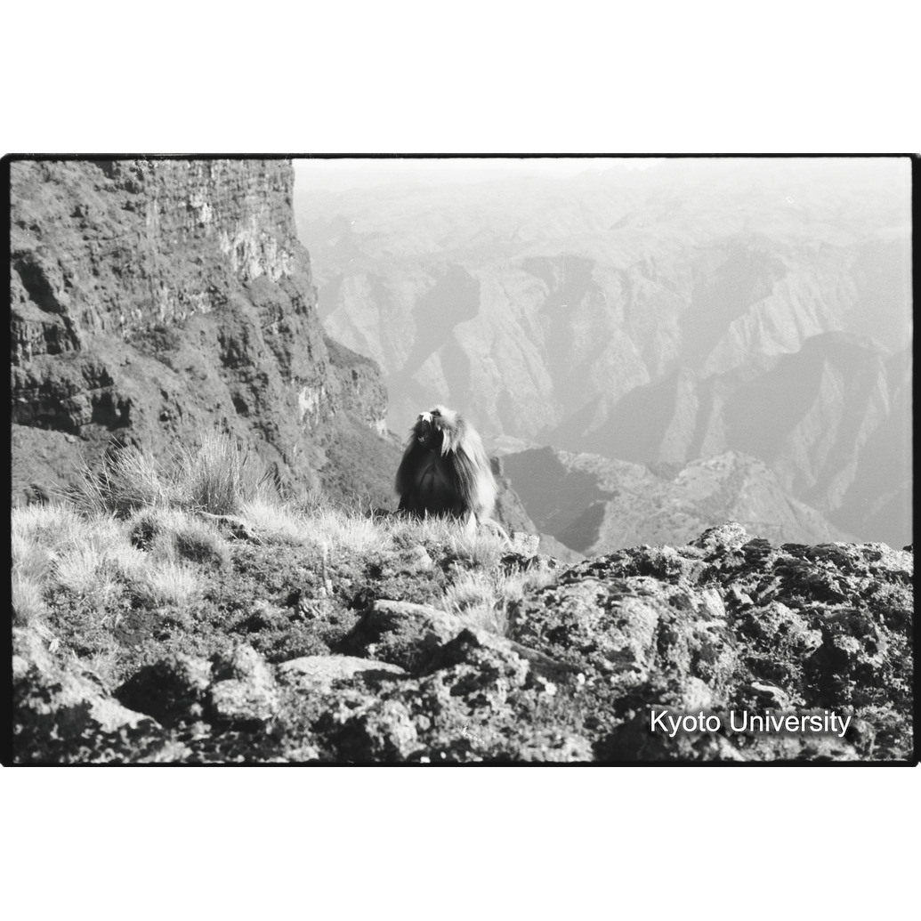 [３６コマ目]「×」 (1)