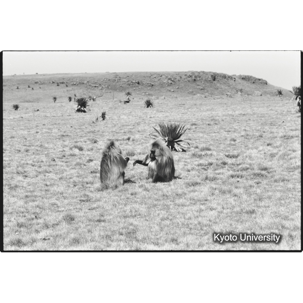 [８コマ目]「リーダー雄とセカンド雄（３）」 (1)