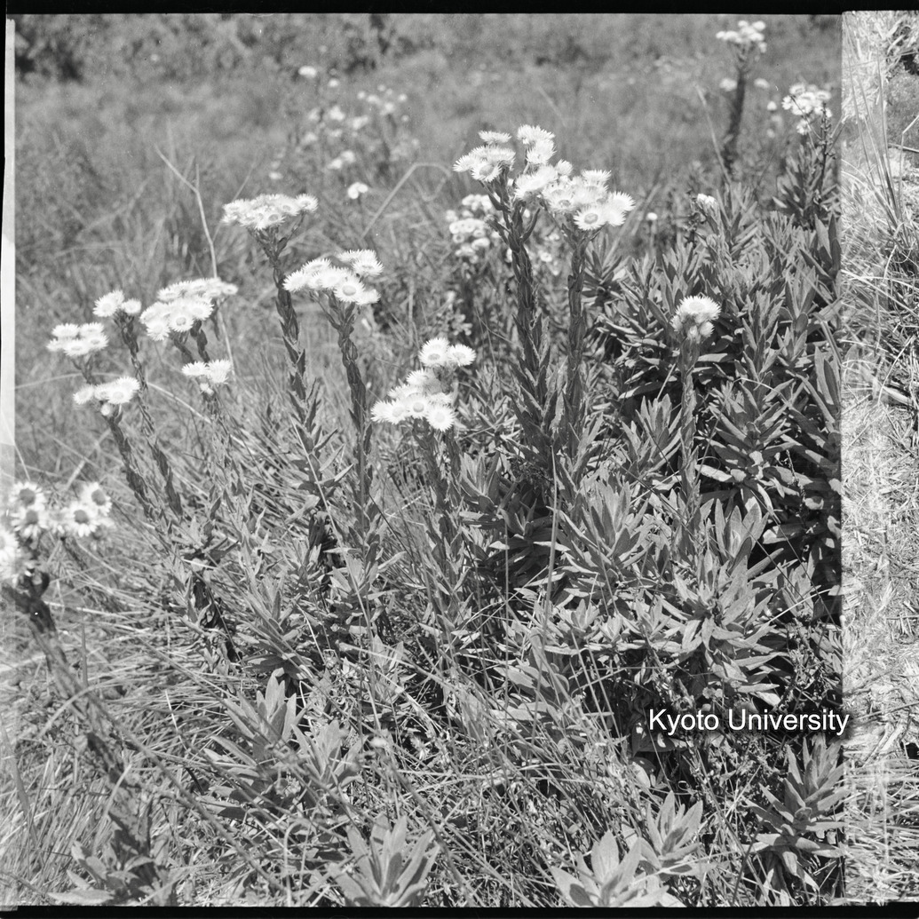 [1コマ目]「不凋花」 (1)