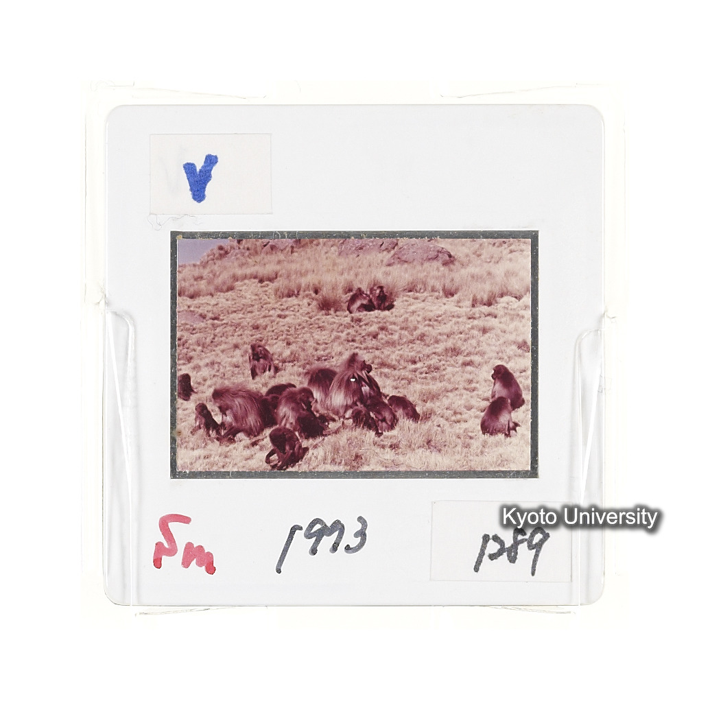 Sm　1973　1289 (2)