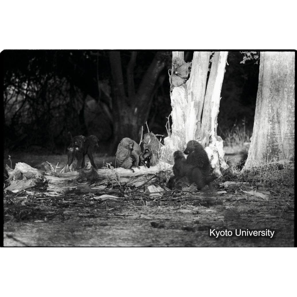 [１３コマ目]「アヌビスヒヒの群れの休息（２）」 (1)