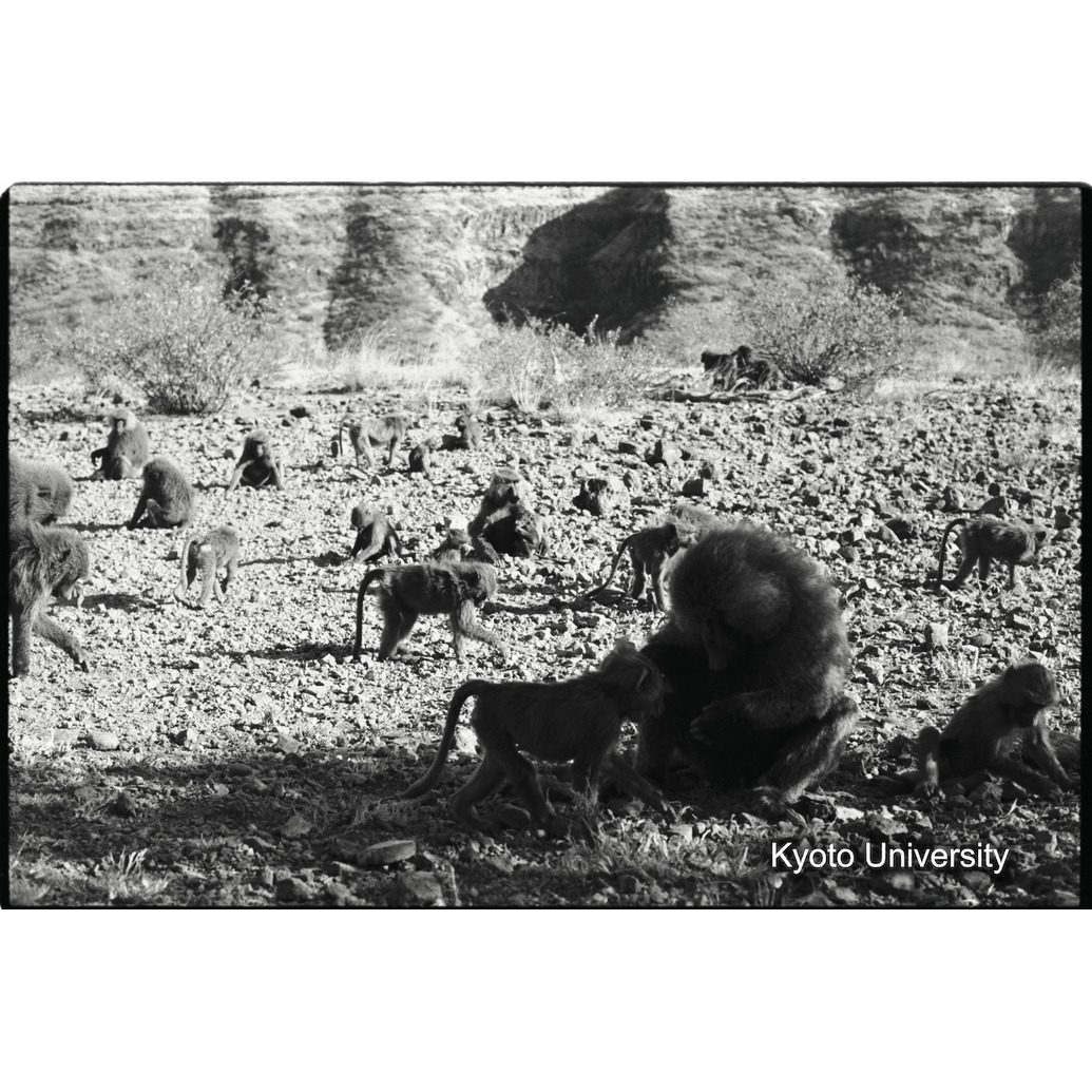 [１２コマ目]「子どもと遊ぶ雑種雄（２）」 (1)