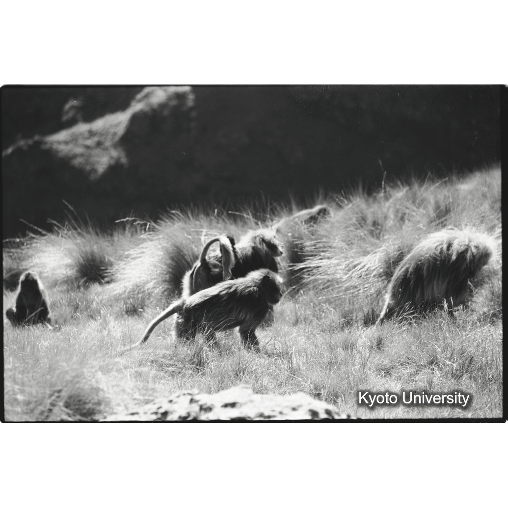 [８コマ目]「雄グループ（３）」 (1)