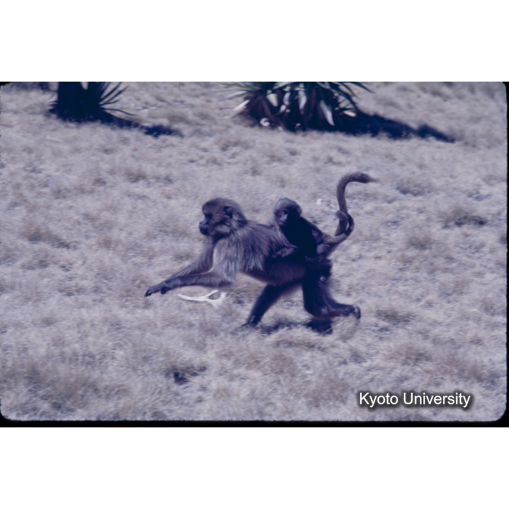 Sm　1973　1246 (1)