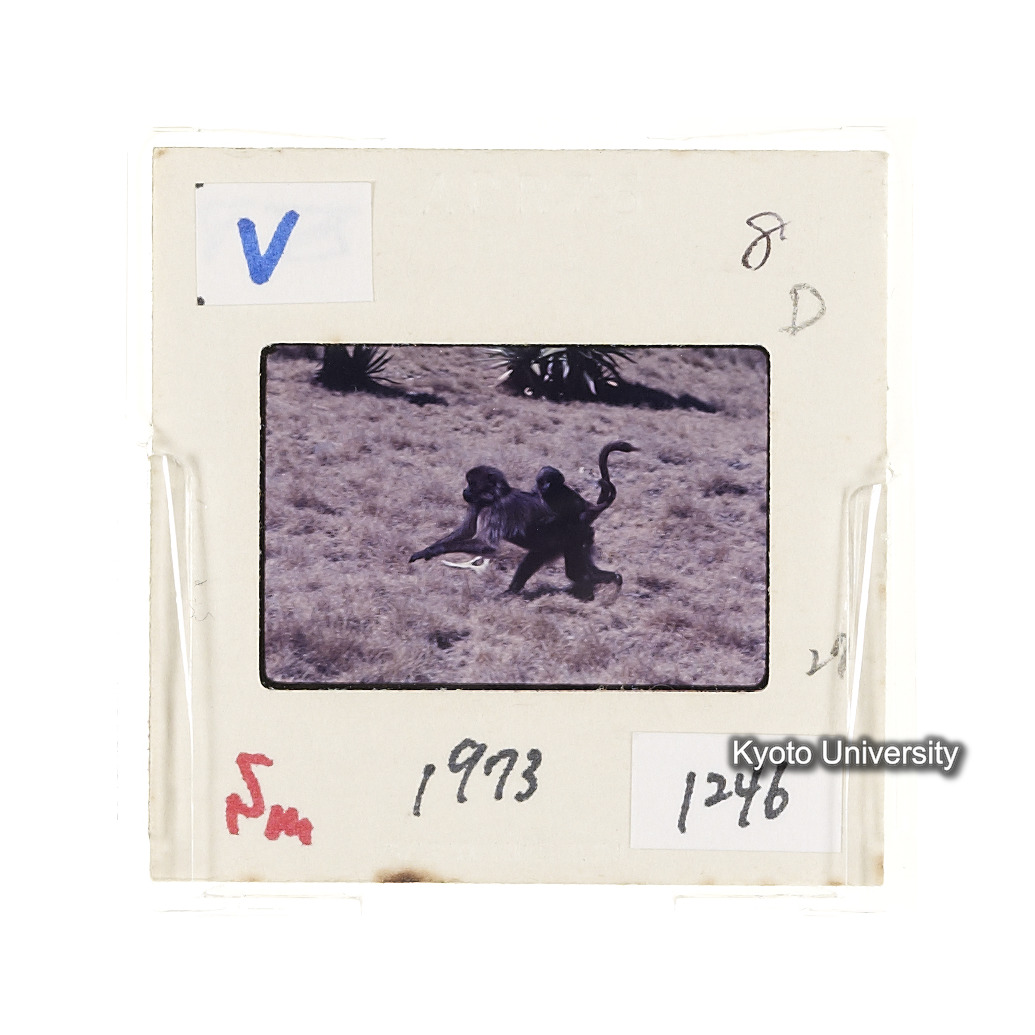 Sm　1973　1246 (2)