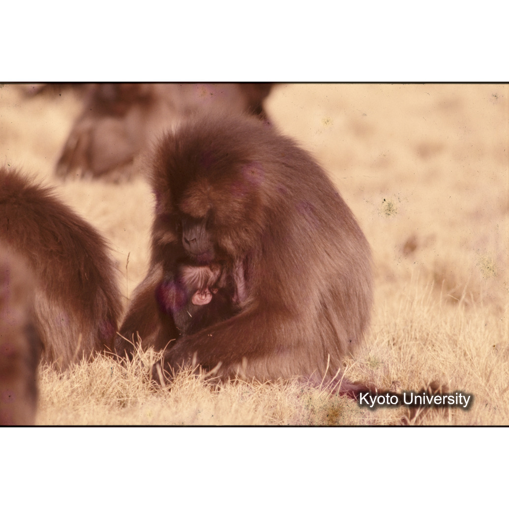 Sm　1973　1247 (1)