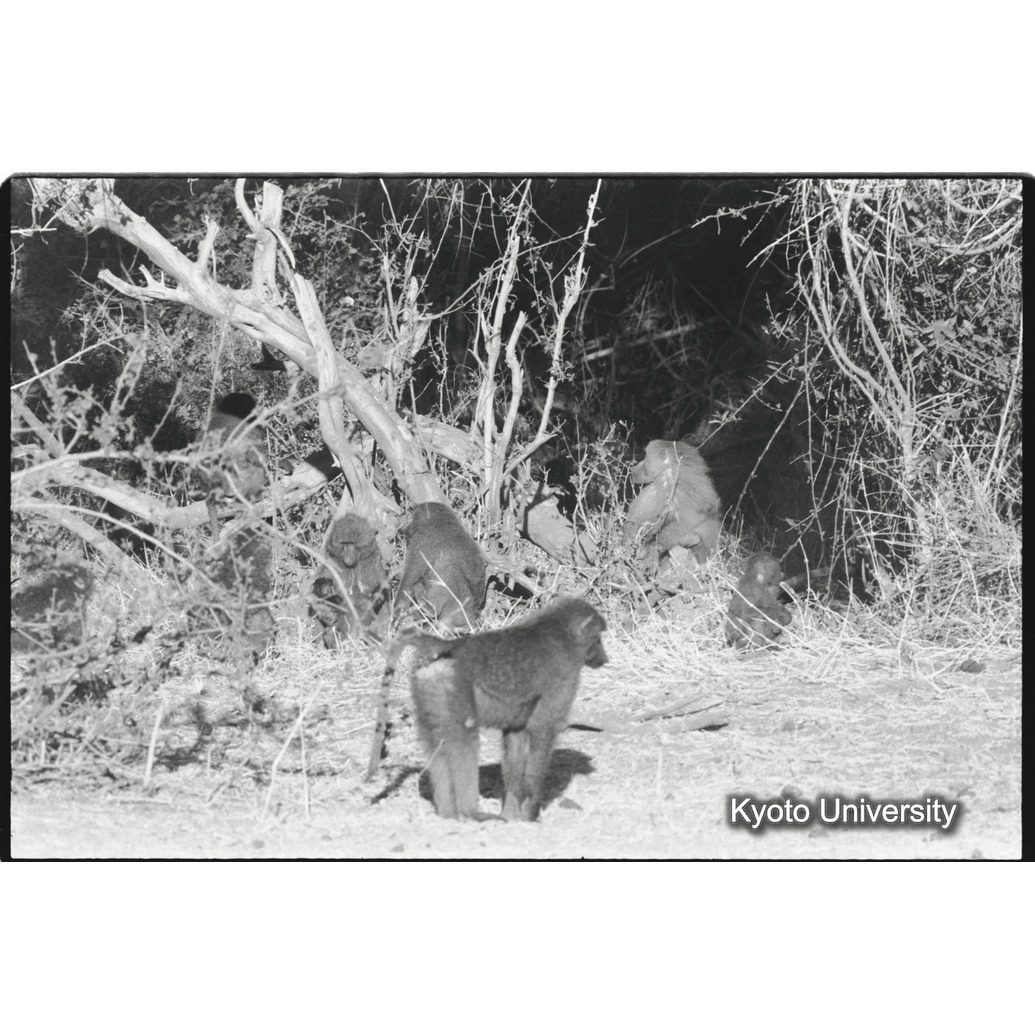 [２２コマ目]「アヌビスヒヒの群れの中のマントヒヒ雄（４）」 (1)