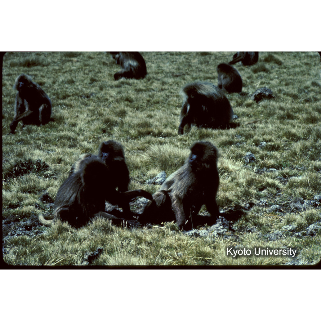 Sm　1973　1513 (1)