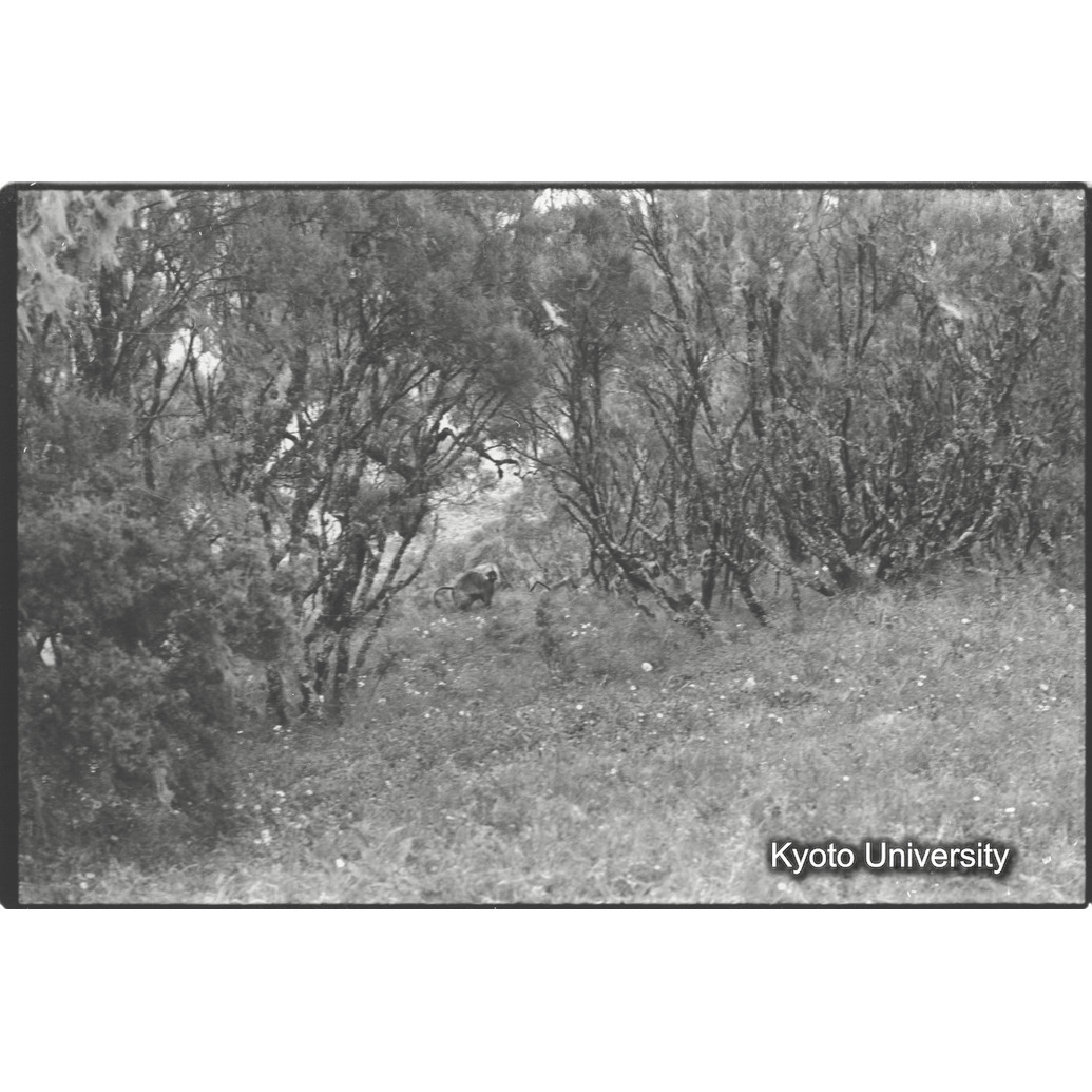 [２６コマ目]「ジャイアントヒースの森とゲラダヒヒ（１）」 (1)