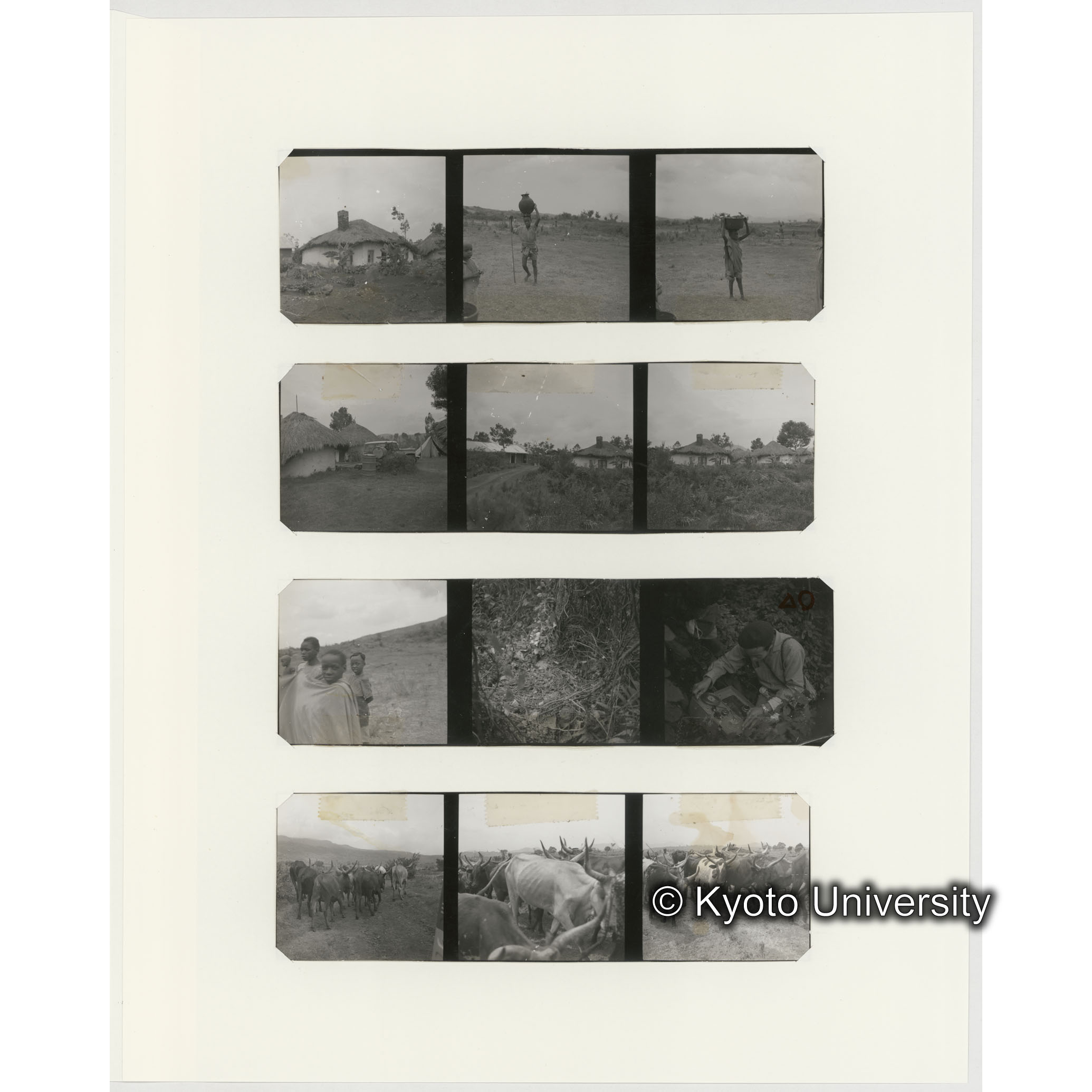 [ネガフィルムスリーブ10]「５４２」 (2)