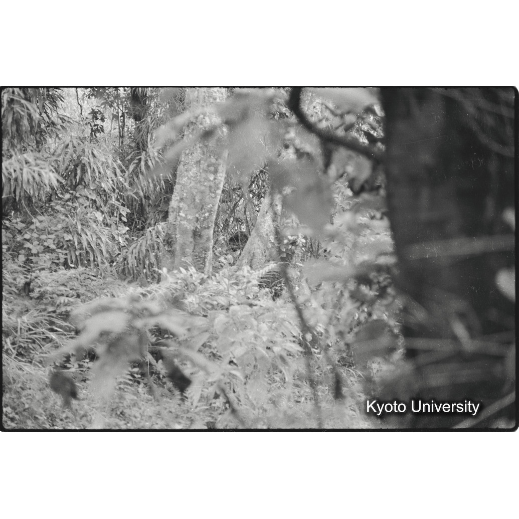 [２６コマ目]「ジャングル」 (1)