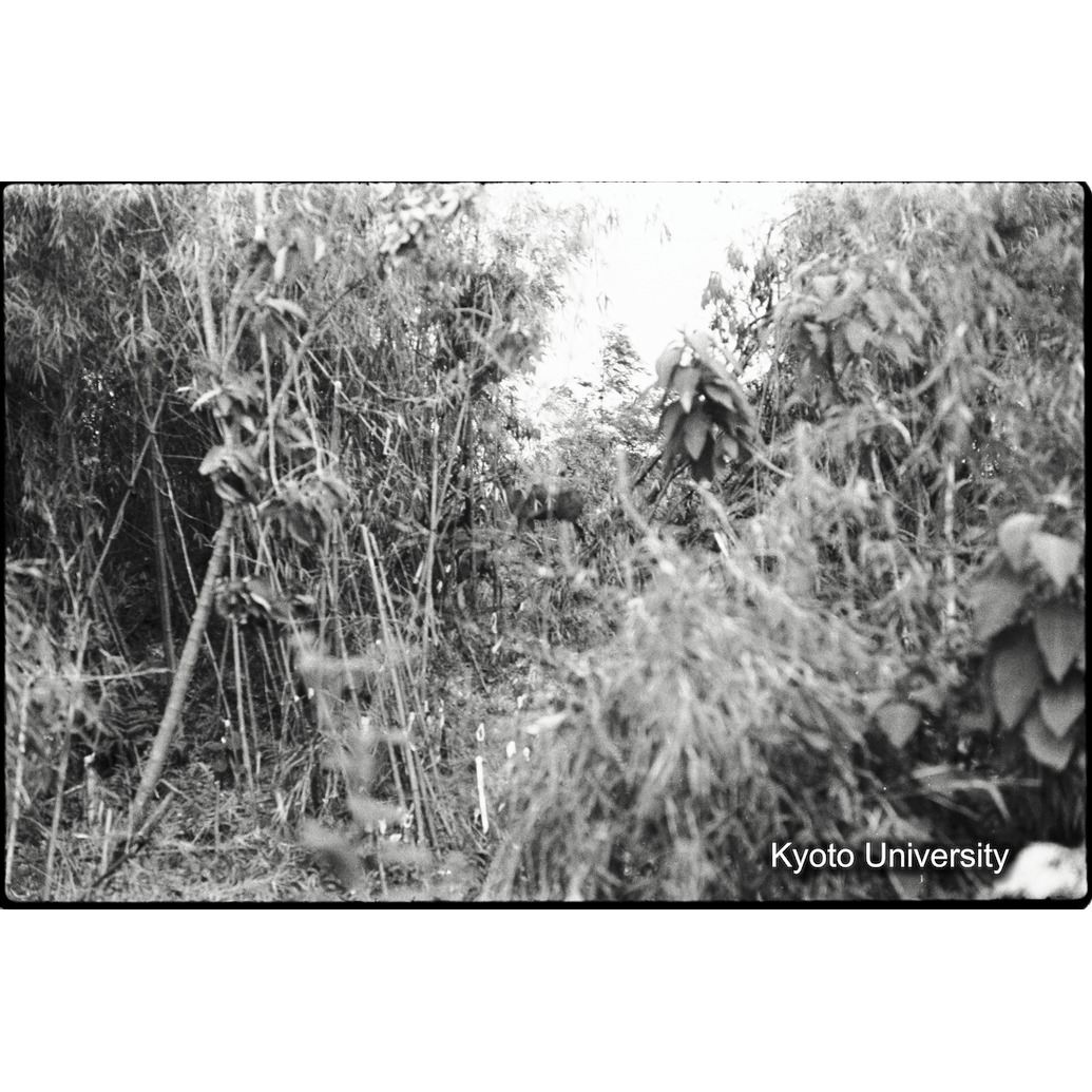 [29コマ目]「バンブー林に入る道（４）」 (1)