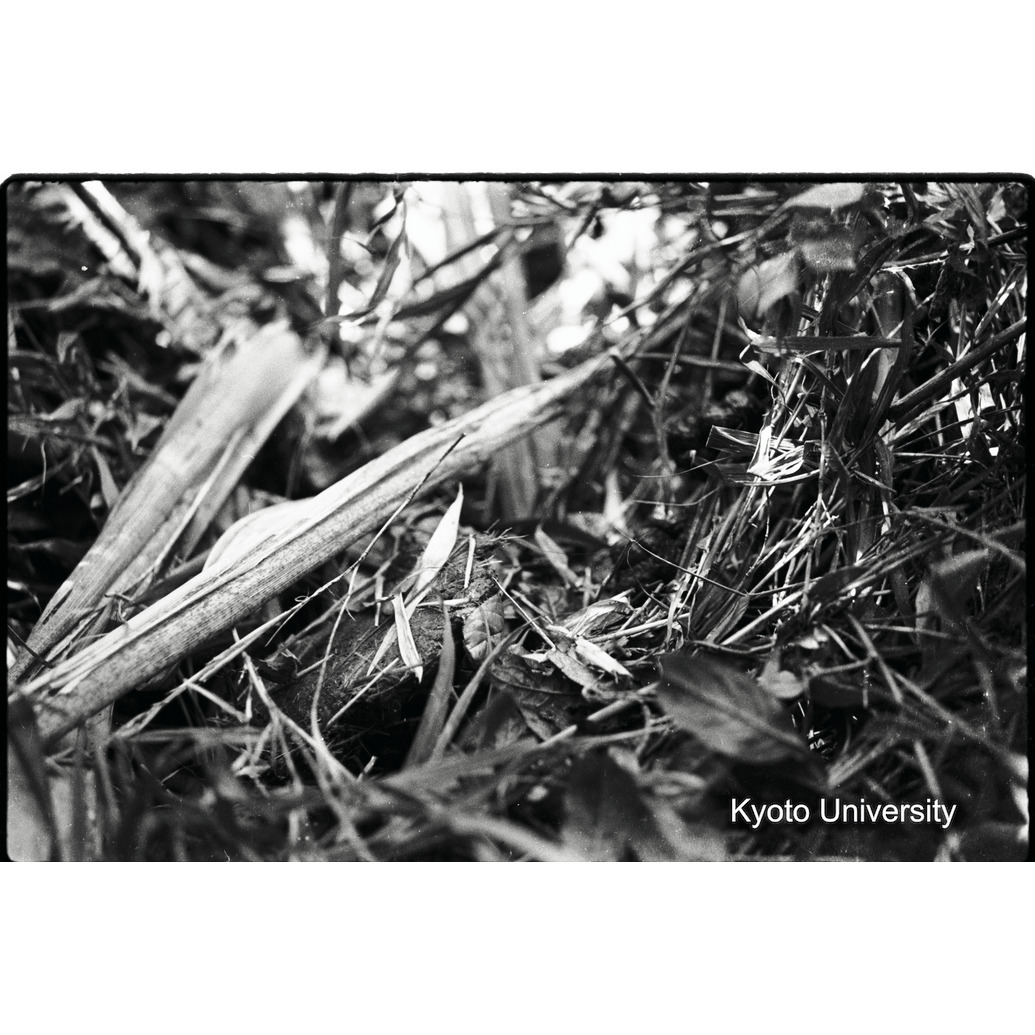 [24コマ目]「食痕（１）」 (1)