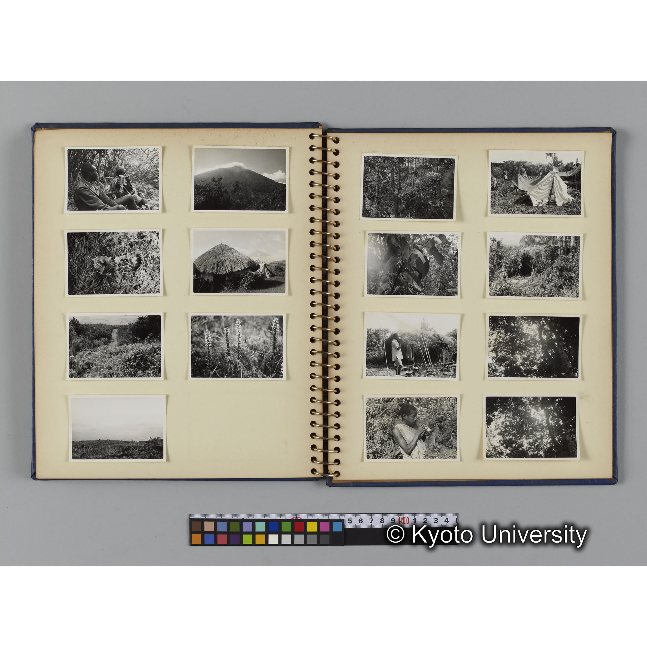 [見開き１５]「ゴリラ調査」 (1)