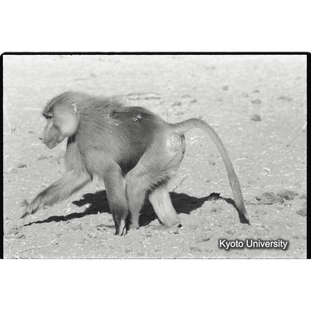 [１３コマ目]「少しマントヒヒよりの雄（６）」 (1)