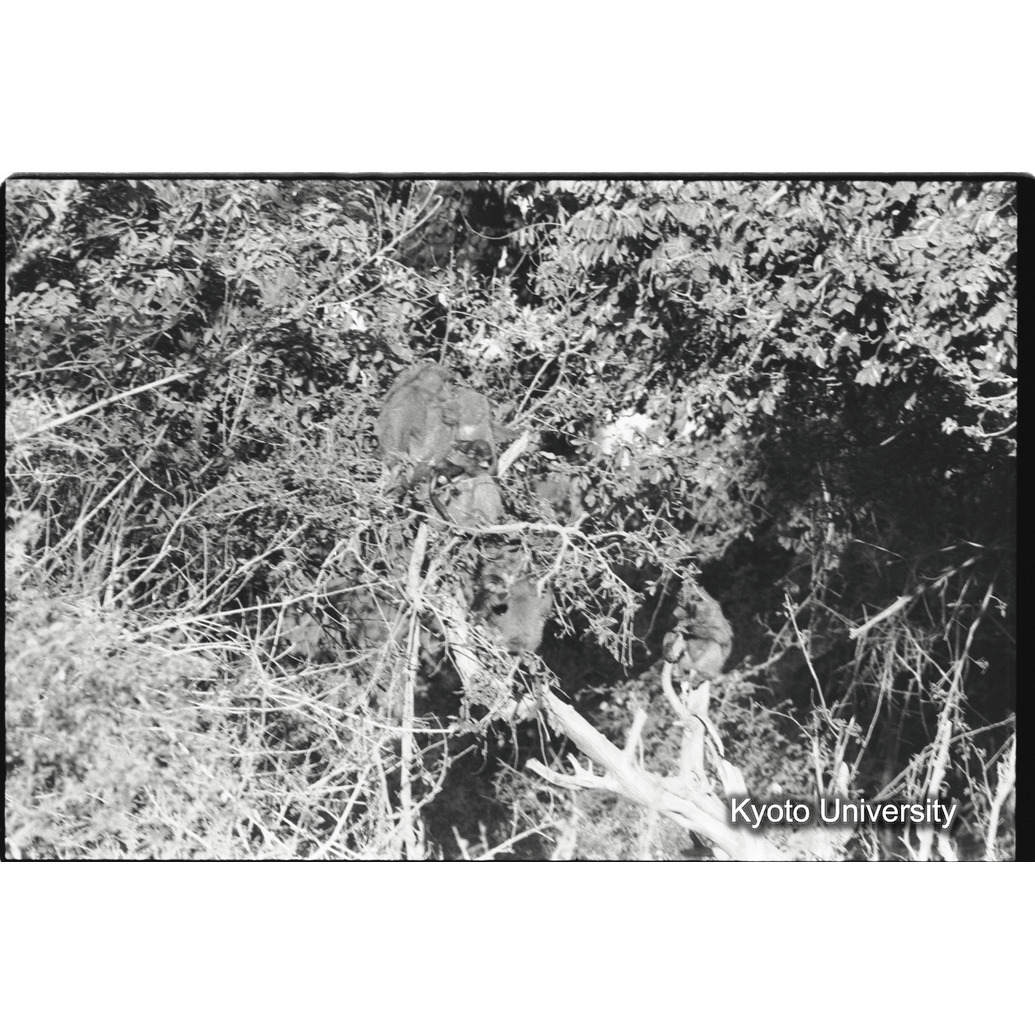 [１５コマ目]「夜、木の上で休むアヌビスヒヒ（２）」 (1)