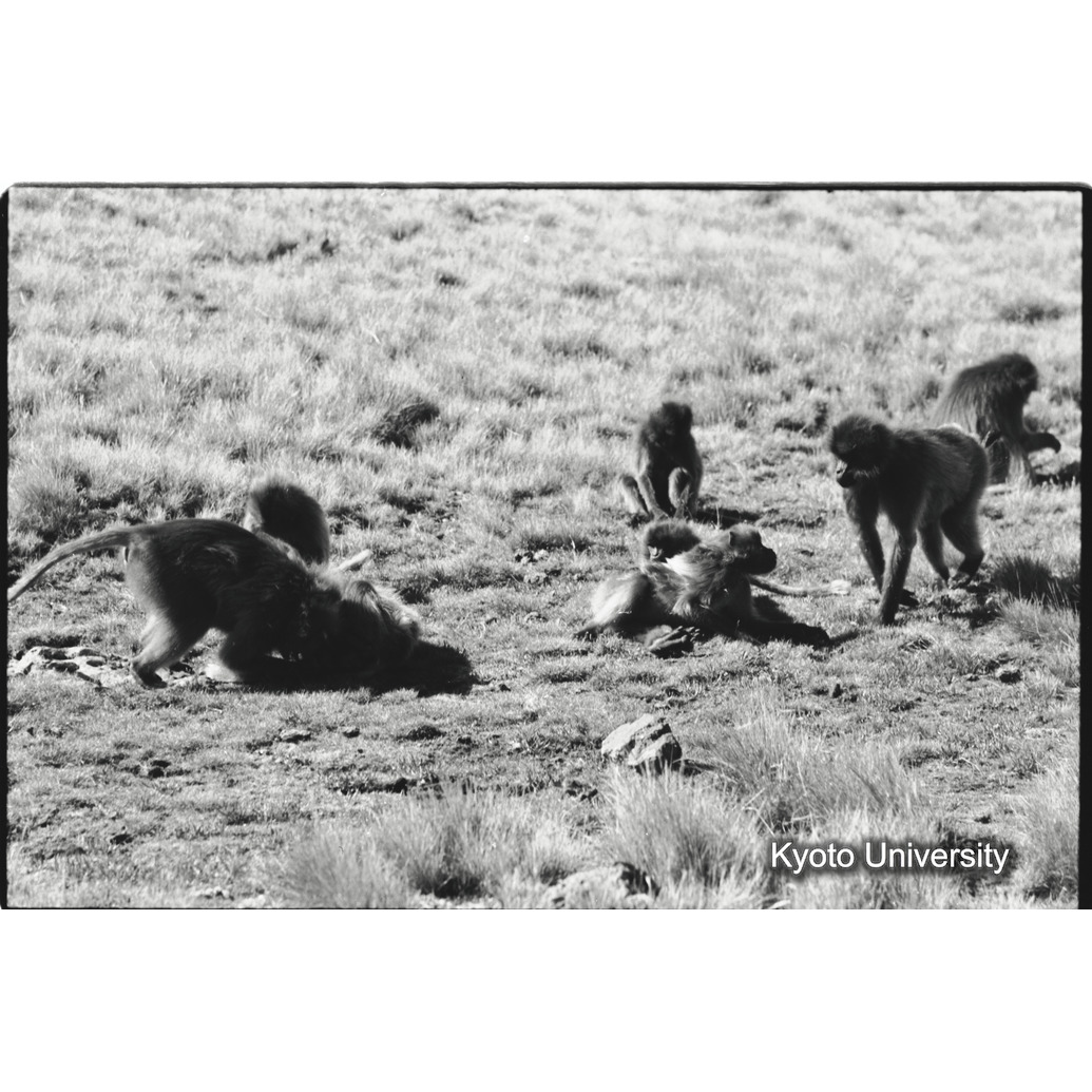 [３６コマ目]「水を飲むコドモグループ（３）」 (1)