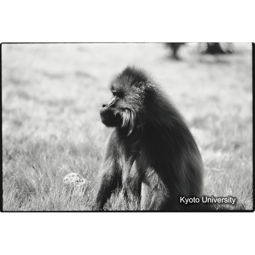 [３１コマ目]「雄の横顔」 (1)