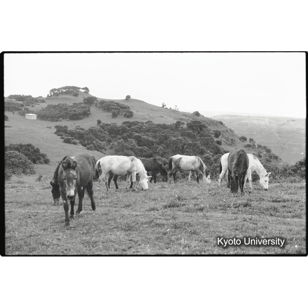 [１２コマ目]「放牧（１）」 (1)