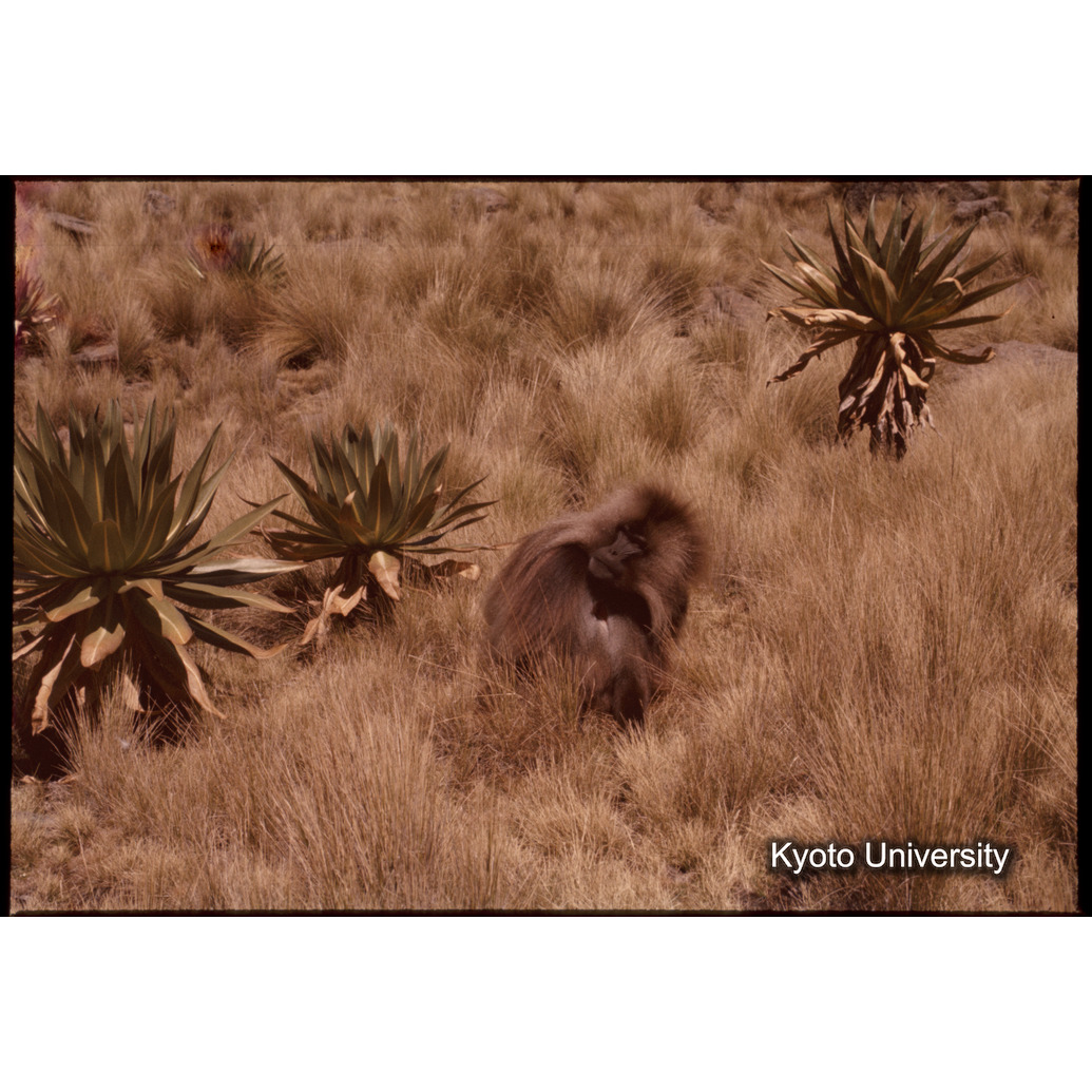 Sm　1973　1384 (1)