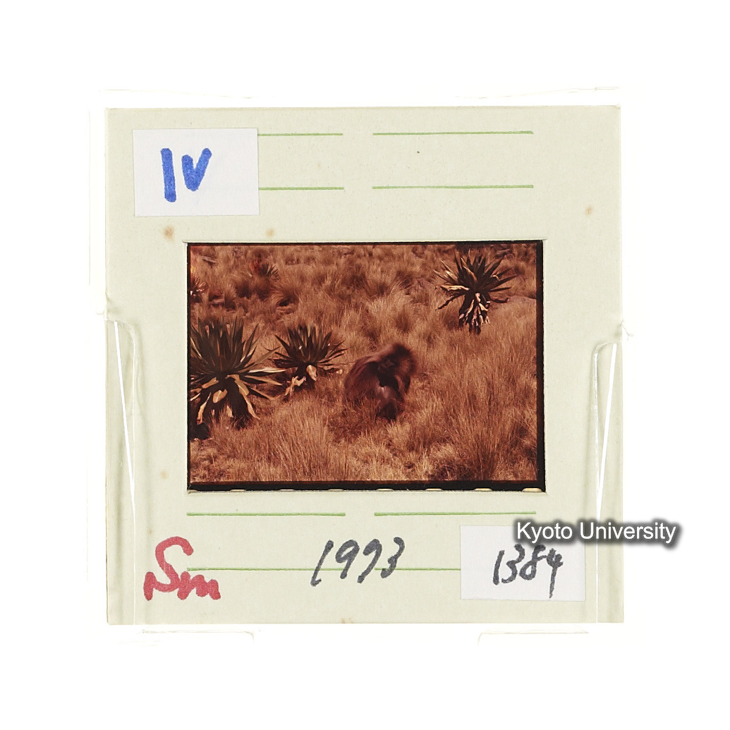 Sm　1973　1384 (2)