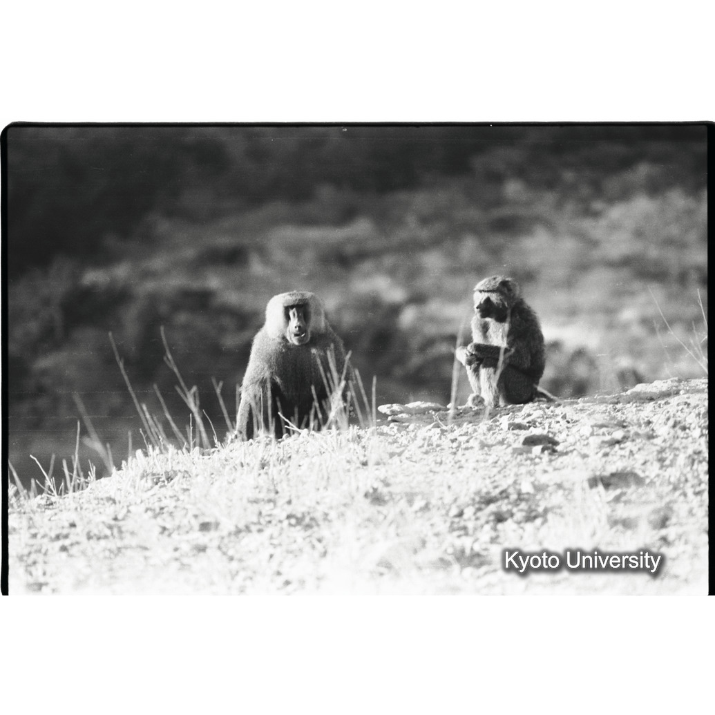 [２６コマ目]「×」 (1)