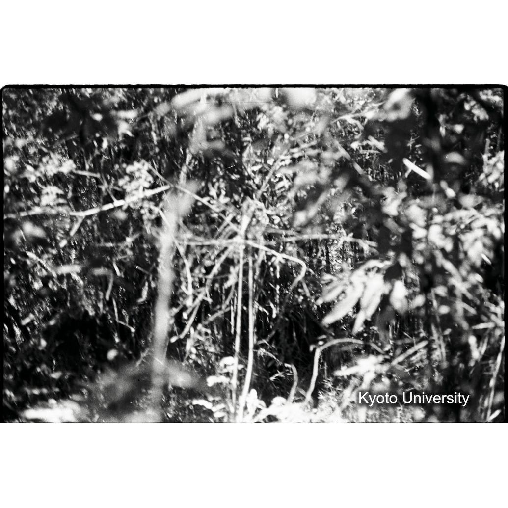 [31コマ目]「ゴリラを撮る（５）」 (1)