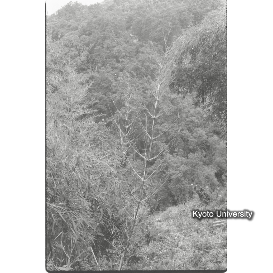 [１３コマ目]「若竹」 (1)