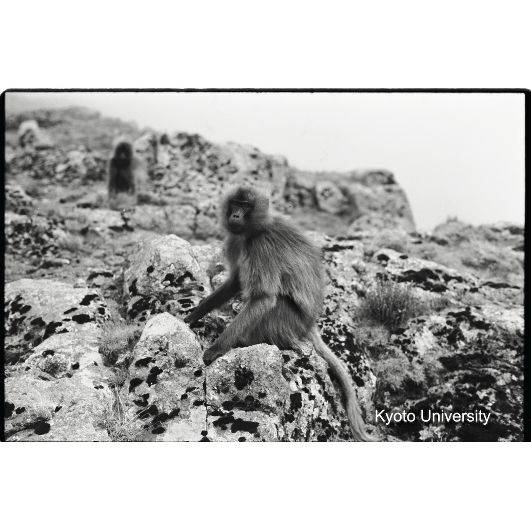 [９コマ目]「孤児のアテグ」 (1)