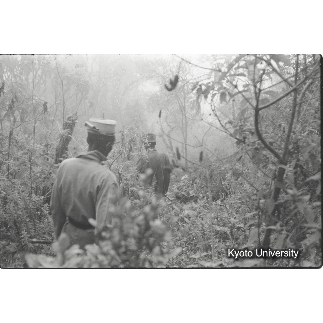 [１０コマ目]「ゴリラを追う」 (1)