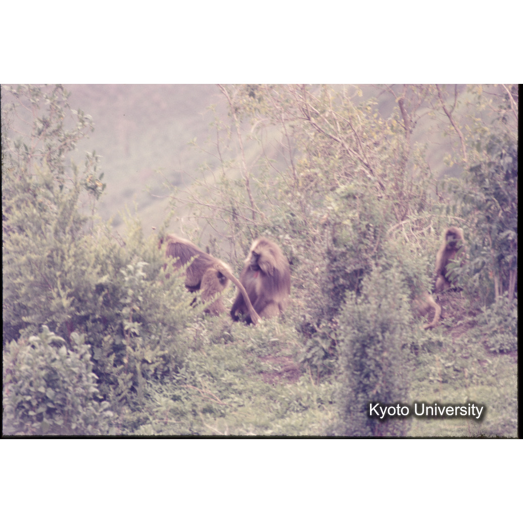 Sm　1973　1189 (1)