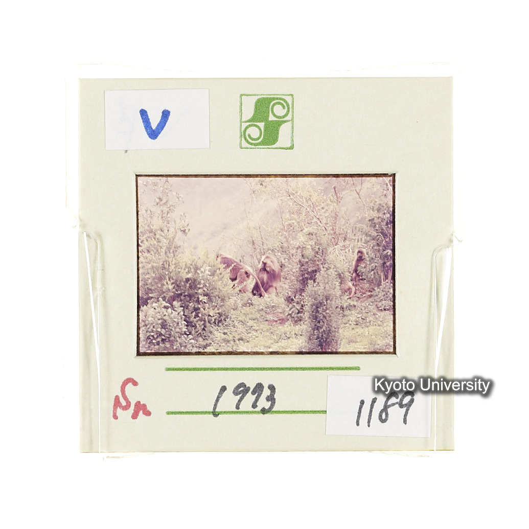 Sm　1973　1189 (2)