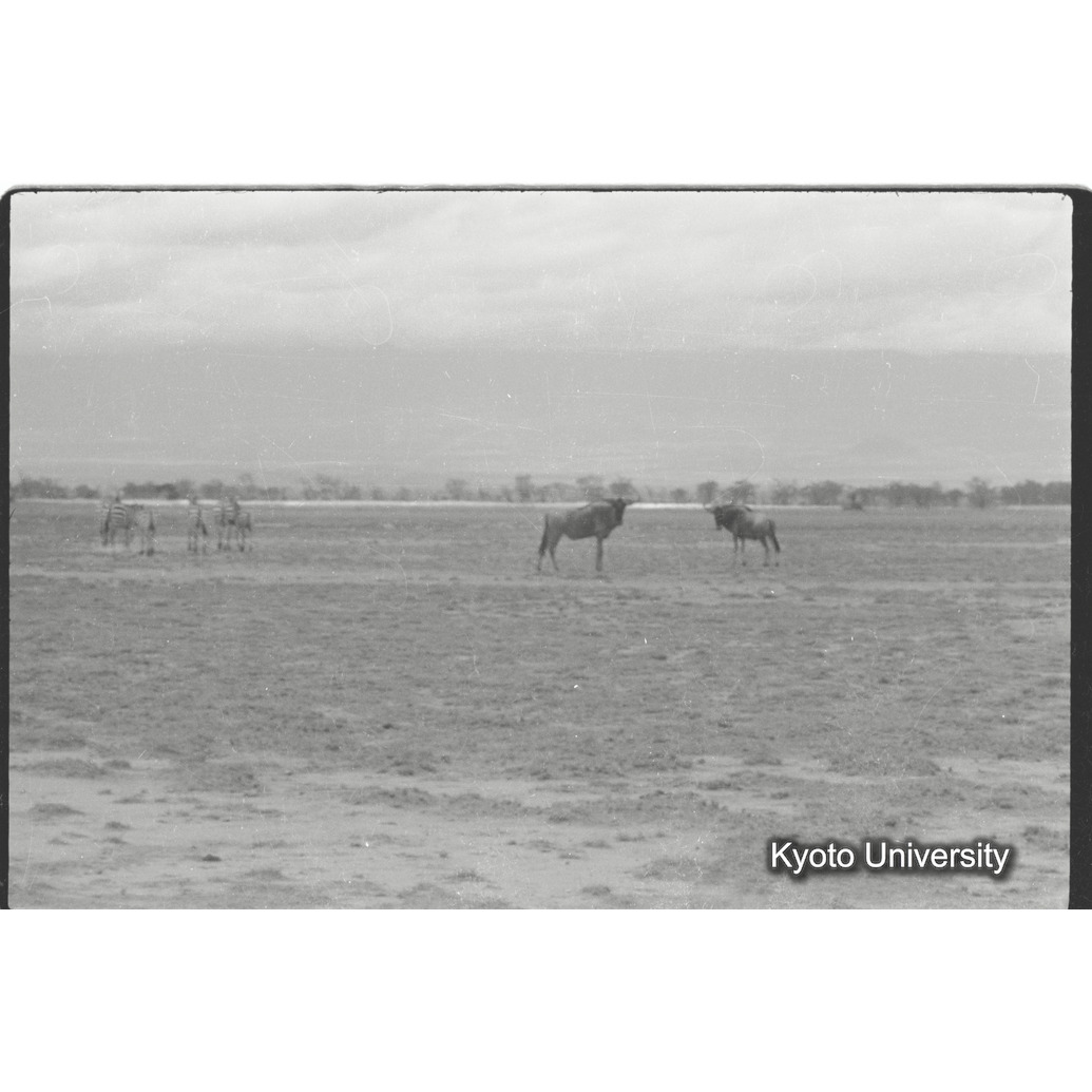 [20コマ目]「ヌーの雄」 (1)